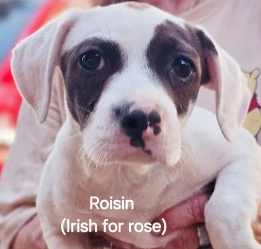 Photo of Roisin