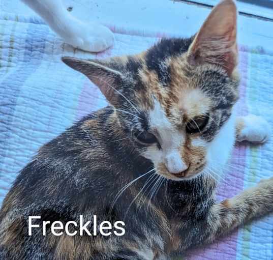 Photo of Freckles