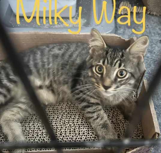 Photo of Snickers (F) and Milky Way (M)