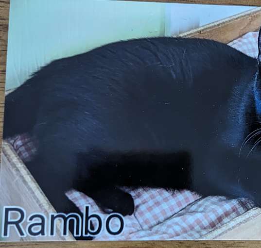 Photo of Rambo