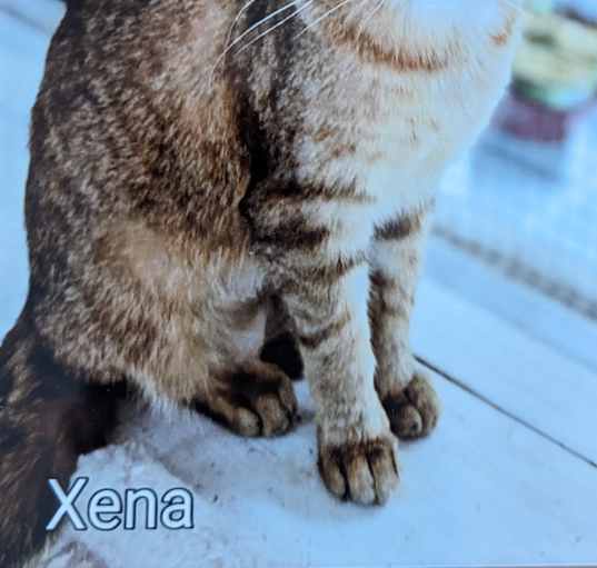 Photo of Xena