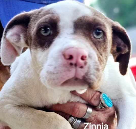 Photo of Zinnia