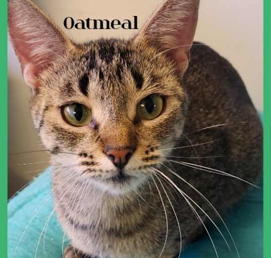 Photo of Oatmeal