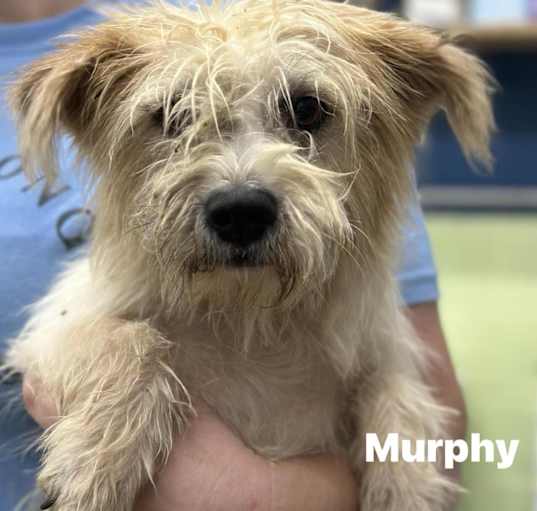 Photo of Murphy - available 9/21