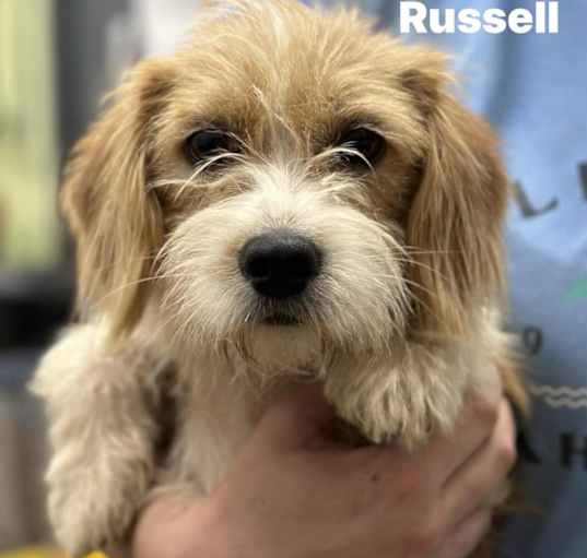 Photo of Russell - available 9/21