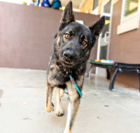 Photo of Dahlia- ADOPTED