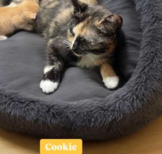 Photo of Cookie