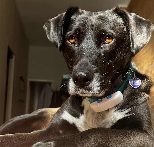 Photo of Capuchina (Foster-to-Adopt)