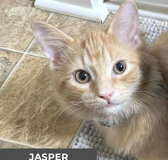 Photo of Jasper