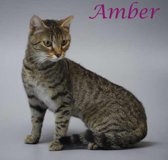 Photo of Amber C24-237