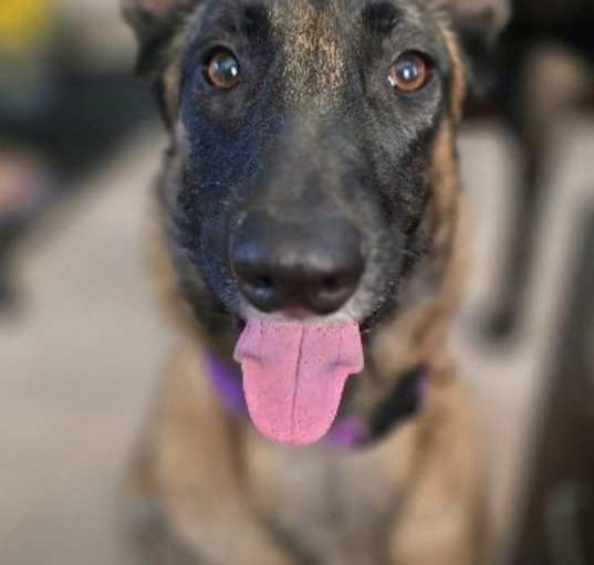 Photo of Luna - MD