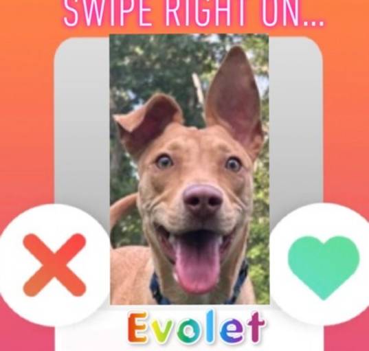 Photo of Evolet-Foster