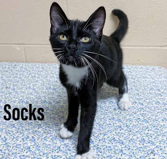 Photo of Socks