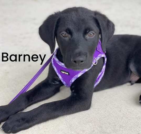 Photo of Barney