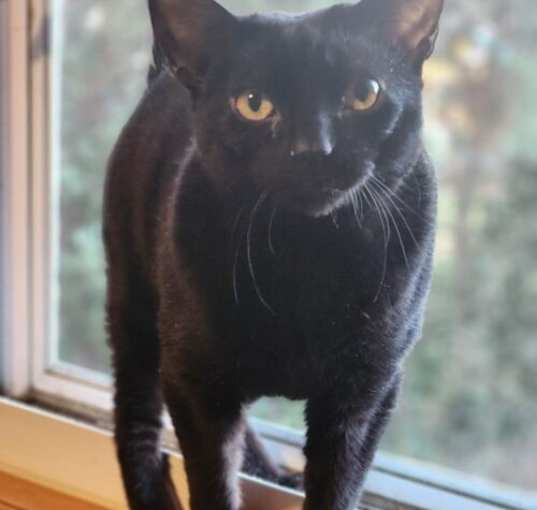 Photo of Buddy 5328C