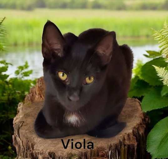 Photo of Viola