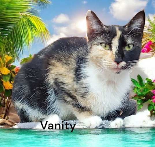 Photo of Vanity