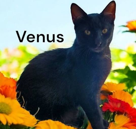 Photo of Venus