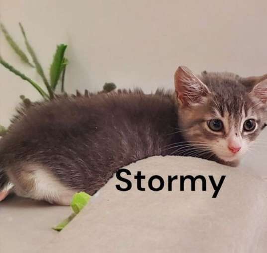 Photo of Stormy