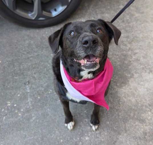Photo of Victoria - Very Pretty Pup!