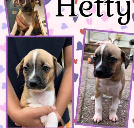 Photo of Hetty