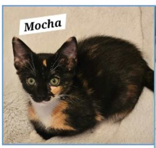 Photo of Mocha