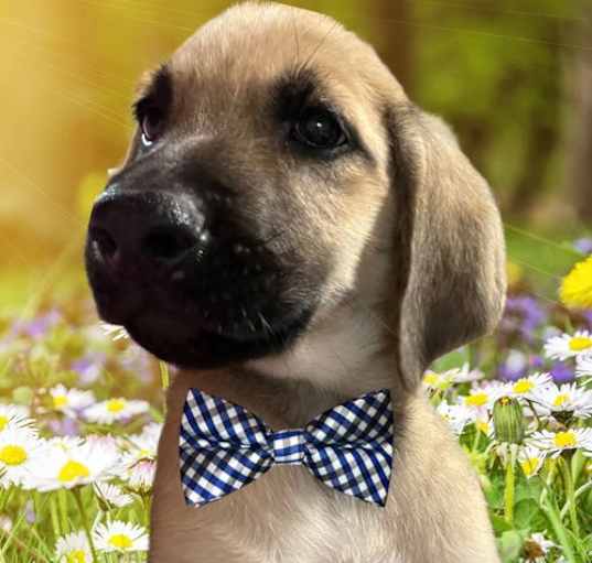 Photo of Buff golden lab male mix pups