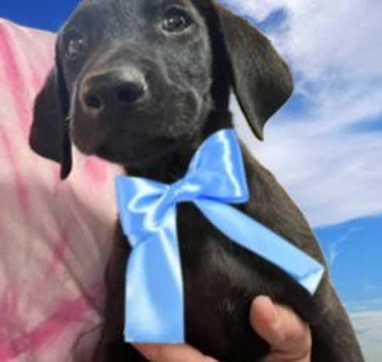 Photo of Male black lab pup