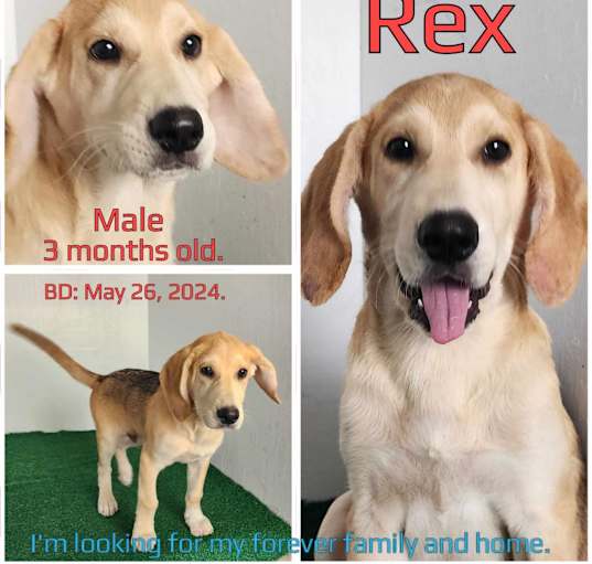 Photo of Rex