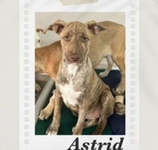 Photo of Astrid