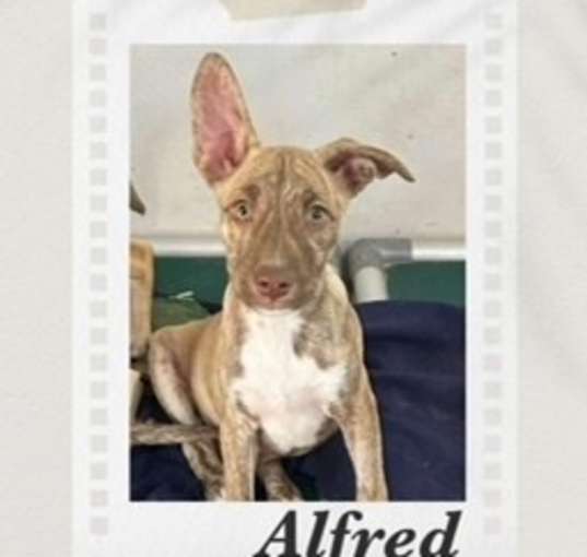 Photo of Alfred