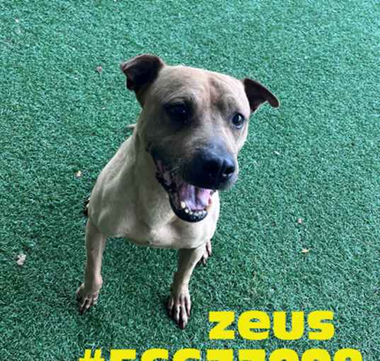 Photo of Zeus