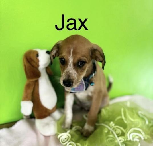 Photo of Jax