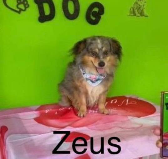 Photo of Zeus