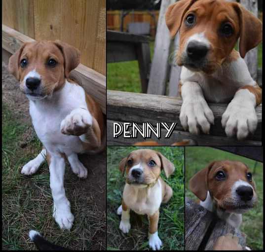 Photo of Penny