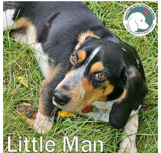 Photo of LITTLE MAN