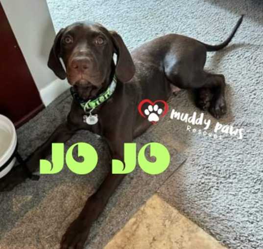 Photo of Jo Jo (Courtesy Post) Back to School Litter