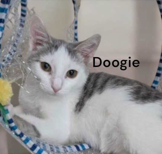 Photo of Doogie