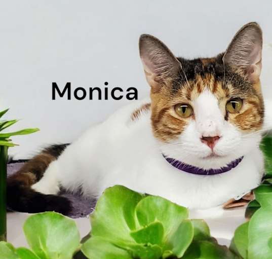 Photo of Monica