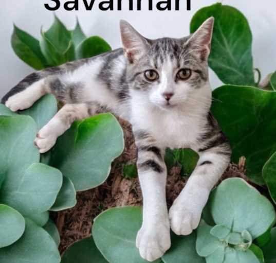 Photo of Savannah