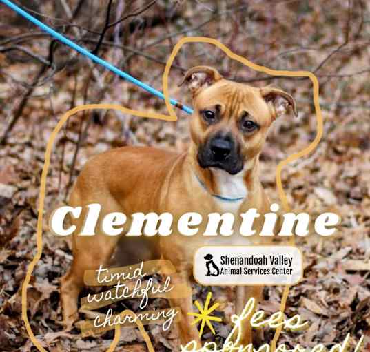 Photo of Clementine