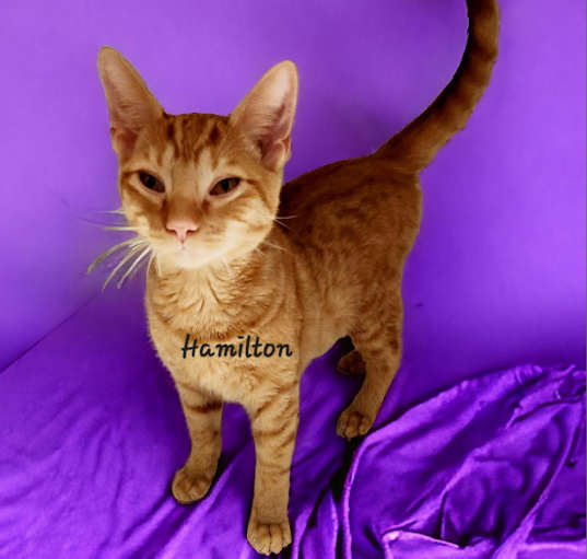 Photo of Hamilton (KKSC-A5568)