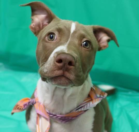 Photo of Adoptable Autumn