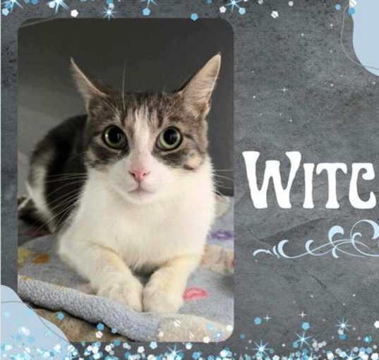 Photo of Witchy