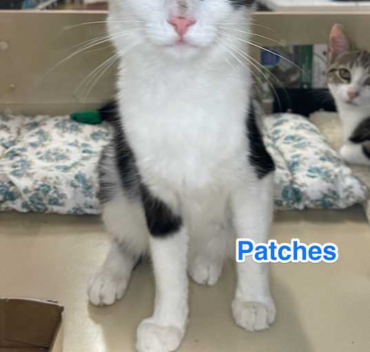 Photo of Patches