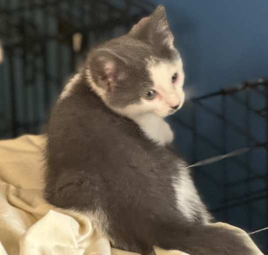 Photo of Ms. Puuuurcy