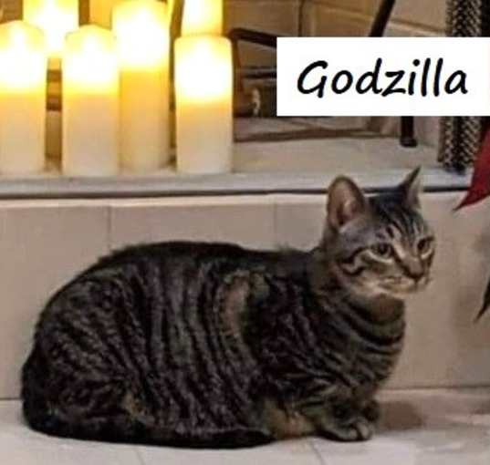 Photo of Godzilla #monster-duo-kitty