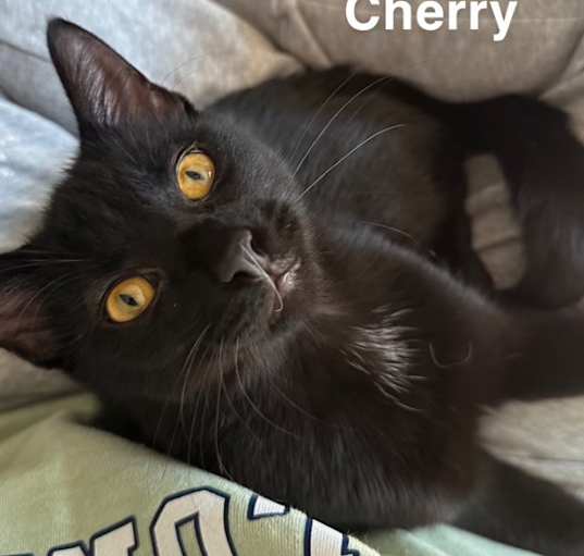 Photo of Cherry