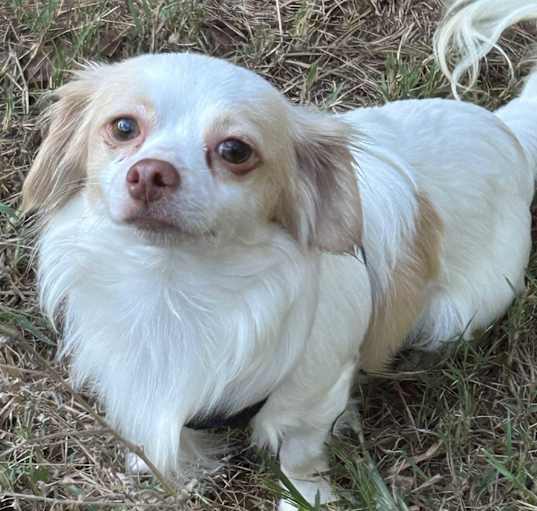 Photo of Pickle