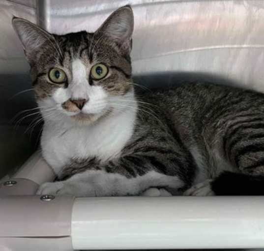 Photo of Phillip - Visit At Petsmart Lynchburg